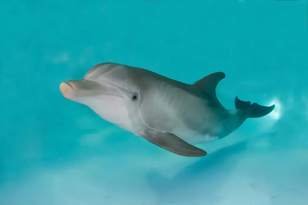 Clearwater Marine Aquarium Clearwater Florida