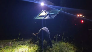 Black bear captured at Disney's Magic Kingdom safely released into Ocala National Forest