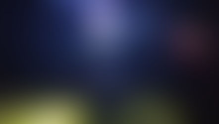 Black bear captured at Disney's Magic Kingdom safely released into Ocala National Forest