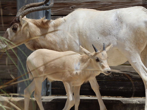 Walt Disney World welcomes critically endangered Baby Addax to Disney's Animal Kingdom Lodge