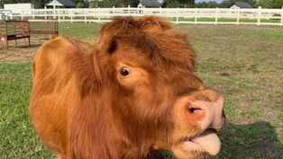 Gather your herd and experience an "Evening At The Farm" at Alaska Farms Orlando