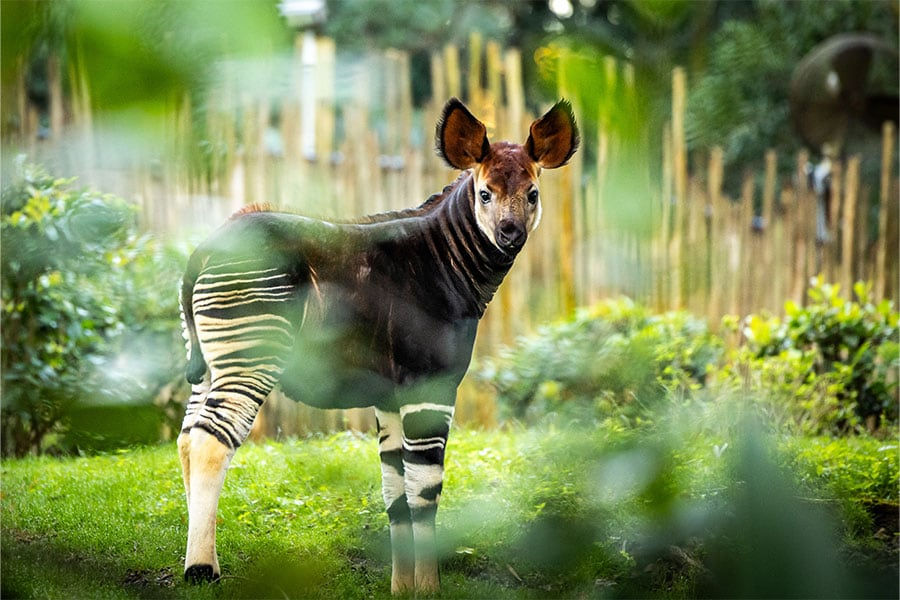 Rare Baby Okapi Debuts at Disney’s Animal Kingdom