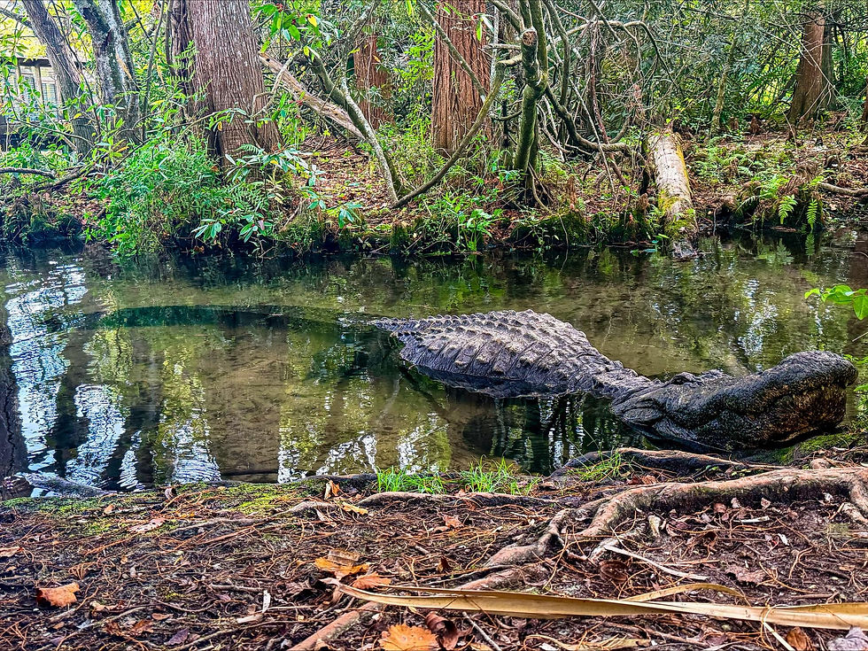 Sad news from Gatorlando as Buddy, the biggest alligator in the attraction's history has died