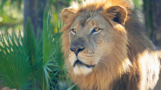 Brevard Zoo nominated as one of the best zoos in the United States by USA Today’s 10Best Readers’ Choice Awards