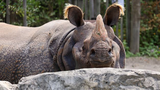 Central Florida Zoo celebrates 50th Anniversary with Kickoff Weekend Celebration