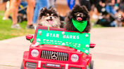 Paws In The Park returns to Lake Eola Park in Downtown Orlando on Saturday, February 7
