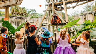 Beware of Creatures Of The Night at ZooTampa this spooky season