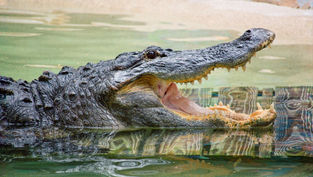 Join Wild Florida and take a bite out of Gator Week from May 26 - 31