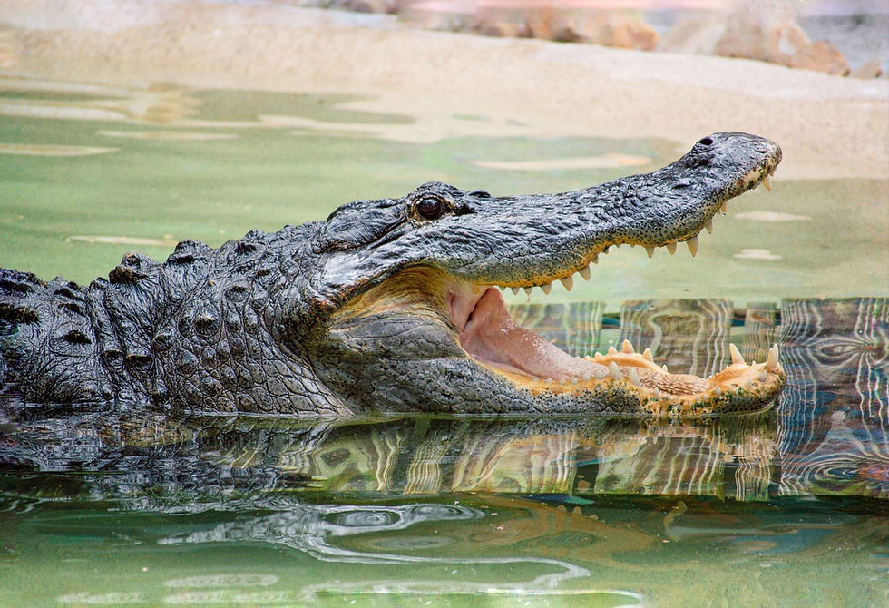 Join Wild Florida and take a bite out of Gator Week from May 26 - 31