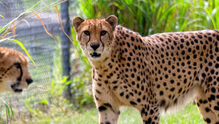 Celebrate 50 Years of the Central Florida Zoo at the Zoodio 50 Disco Party
