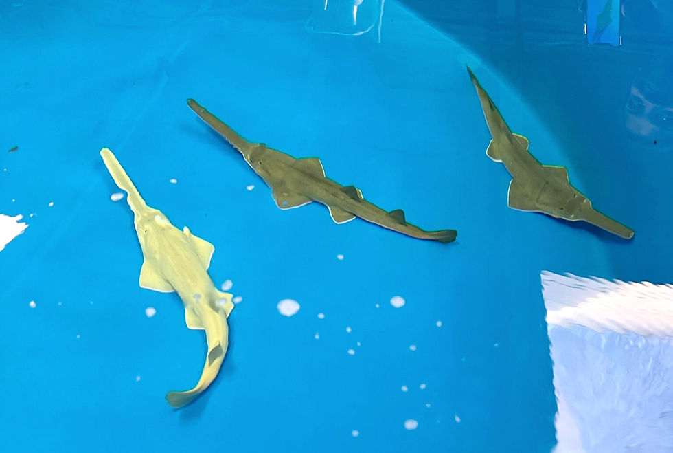SeaWorld Orlando celebrate the world’s 2nd birth in human care of critically endangered sawfish pups