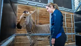 Disney’s Female Veterinarians take lead role caring for creatures Great & Small at Walt Disney World