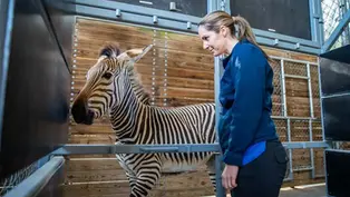 Disney’s Female Veterinarians take lead role caring for creatures Great & Small at Walt Disney World
