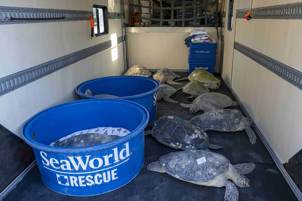 SeaWorld surpassed 43,000 animal rescues, highlighting ongoing commitment to helping animals in need