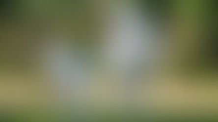 Meet Pixie! The sweetest Shetland pony foal at Walt Disney World's Tri-Circle-D Ranch