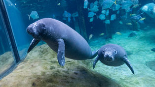 Manatees rehabilitated at Ohio Zoos flown back to SeaWorld Orlando & ZooTampa to prepare for return to home waters