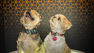 Puppy Pawty returns to Museum of Illusions Orlando at ICON Park