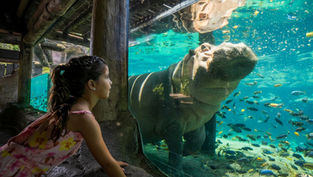 Free Preschoolers Fun Card Returns to Busch Gardens Tampa Bay & Adventure Island Water Park