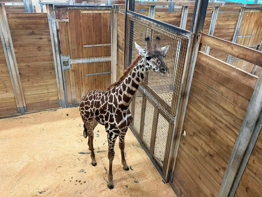 A 1-year-old female Masai giraffe, Tisa, has arrived at Brevard Zoo