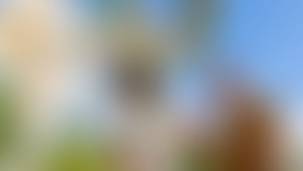 Busch Gardens Tampa Bay turns up the heat with ALL-NEW Bier Fest, Brews & BBQ