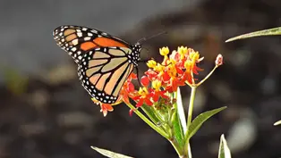 Winter Park's Mead Botanical Garden nominated as best botanical garden in the country