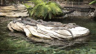 Guests at Kissimmee's Gaylord Palms Resort can celebrate Earth Day with Eco-Fest