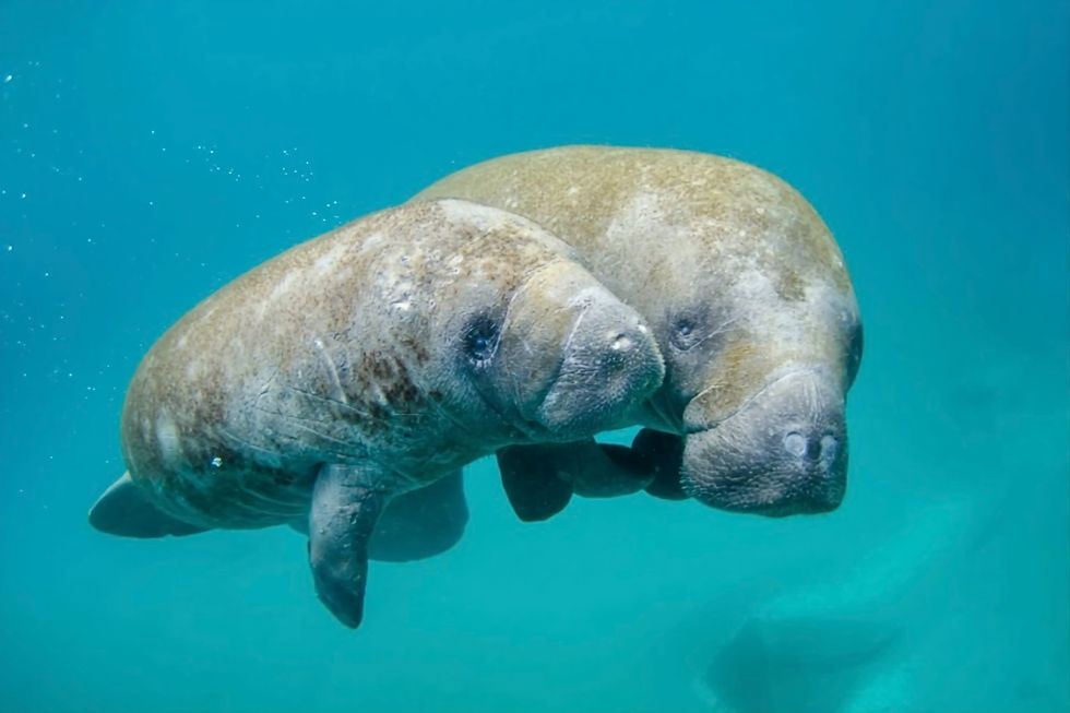 The Orange City Blue Springs Manatee Festival