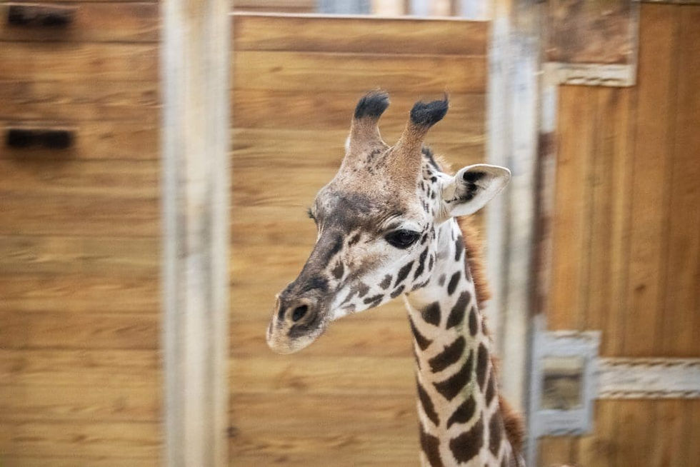 A 1-year-old female Masai giraffe, Tisa, has arrived at Brevard Zoo