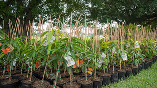 Grow your garden - Orange County Residents can receive free trees this weekend at Adopt-a-Tree Event!