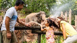 Rally the family for a Father’s Day Sports Fest at Busch Gardens Tampa Bay