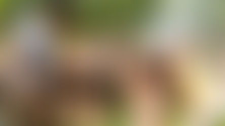 Rally the family for a Father’s Day Sports Fest at Busch Gardens Tampa Bay