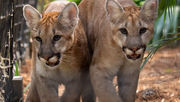 Central Florida's Zoo's Cougar Cub Siblings make their adorable public debut in new habitat