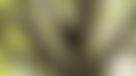 Florida Fish & Wildlife Conservation Commission at Magic Kingdom working to capture BLACK BEAR!