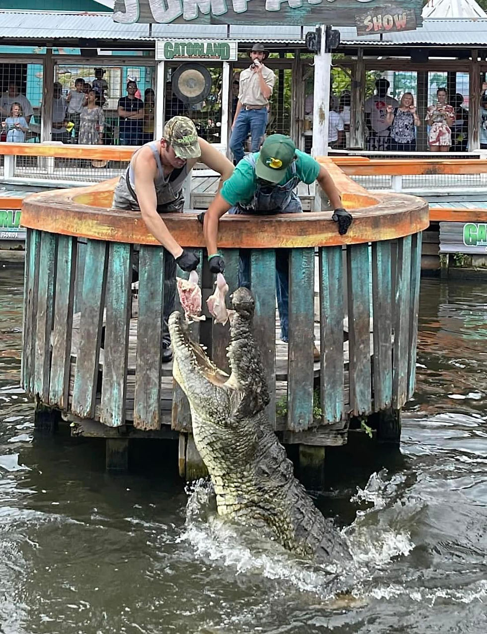 Men feed a jumping crocodile from a wooden platform at Gatorland. Spectators watch in the background. Sign reads "Gatorland Show."