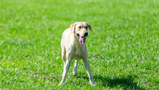 Check out the tail-wagging good time for lucky pups at the 13 Dog Parks across Orange County Parks
