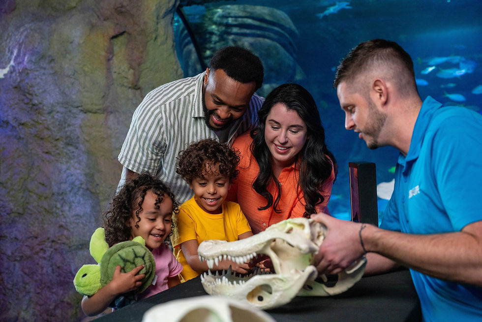 Sneek Peek inside new SEA LIFE Florida attraction ahead of Grand Opening on June 6 at LEGOLAND Florida Resort