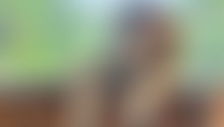 Springtime Sip and Stroll with the Big Cats at Central Florida Animal Reserve!