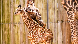 Meet the newest Baby Animals at Disney’s Animal Kingdom and Disney’s Animal Kingdom Lodge