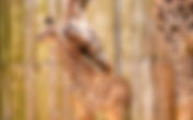 Meet the newest Baby Animals at Disney’s Animal Kingdom and Disney’s Animal Kingdom Lodge