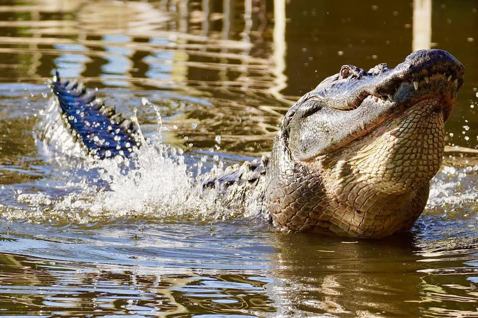 Gatorland partners with Conservation Florida for Earth Month highlighting last remaining wild spaces in Florida