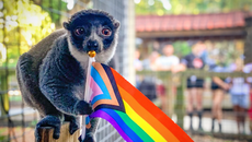 Sunset at the Zoo returns to Central Florida Zoo on June 26 celebrating ﻿﻿LGBTQ+ Pride