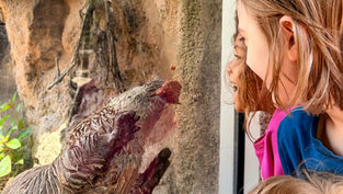 Central Florida Zoo & Botanical Gardens announces new longer summer hours