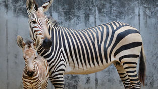Walt Disney World welcomes FOUR new Zebra Foals to the savannas at Animal Kingdom and Animal Kingdom Lodge