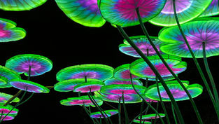 Experience the magic of Asian Lantern Festival: Into the Wild on Special Sensory Nights at Central Florida Zoo