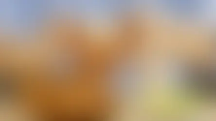 The Guatemalan-born fast-casual restaurant, Pollo Campero opens its newest Kissimmee location