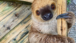 Sloth Days returns to Wild Florida with fun for all the family