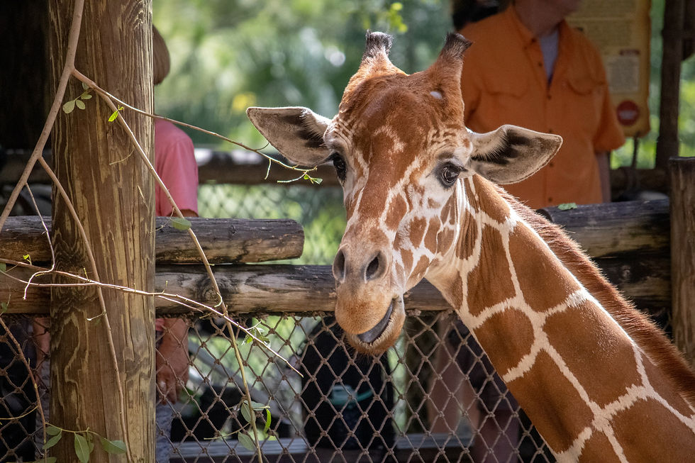 Join Brevard Zoo for Science Sunday Series