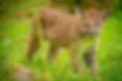 Gatorland welcomes it's latest additions - 2 Florida Panther Cubs, Yuma and Sakari