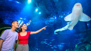 SEA LIFE Orlando invites guests to Fins & Flights with an evening of craft beer tastings and after-hours access