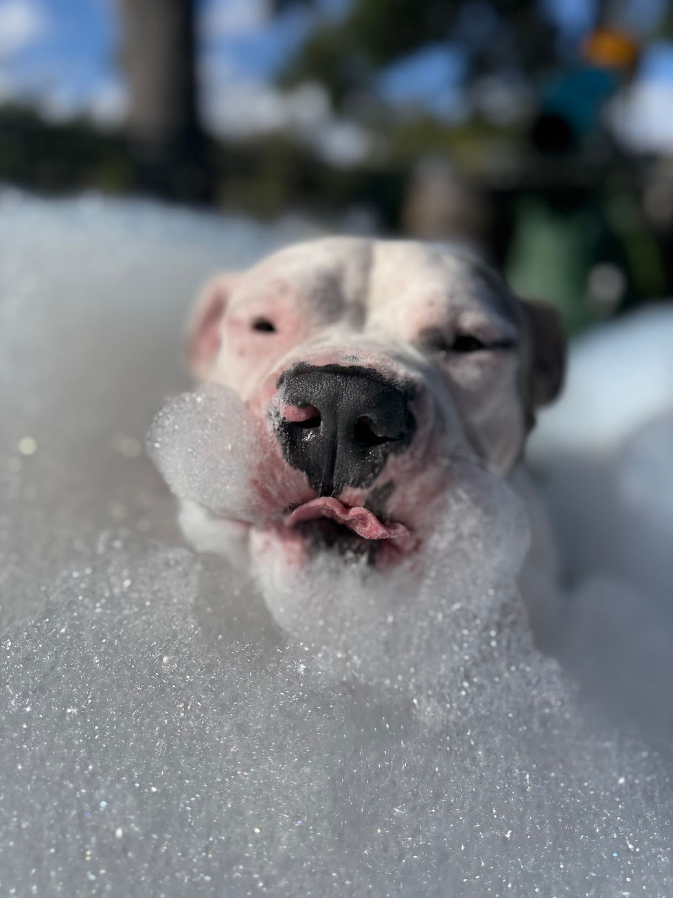 BarkHaven unleashes the first Official “Barkchella” Music Festival on Saturday, April 18